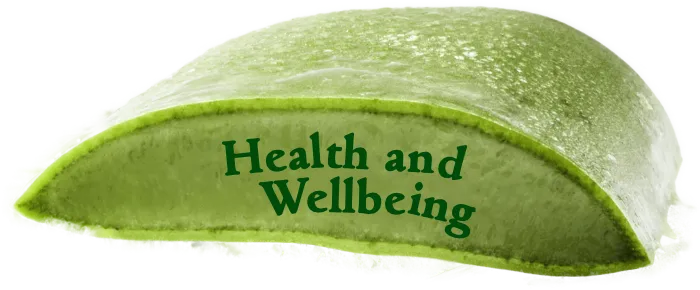 aloe vera barbadensis blätter Aloe vera Blatt frisch frisch geliefert