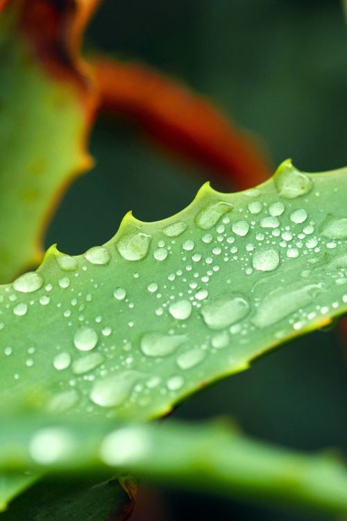 Experience the soothing power of Aloe Vera  Nature's Healer